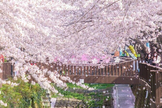 Jinhae Pink Cherry Blossom One Day Tour From Busan - Frequently Asked Questions