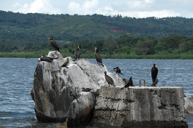Jinja Tour & Source of River Nile - Tour Highlights and Inclusions