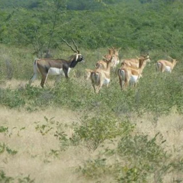 Jodhpur Bishnoi Village Safari Tour With Sumer - Wildlife Encounters