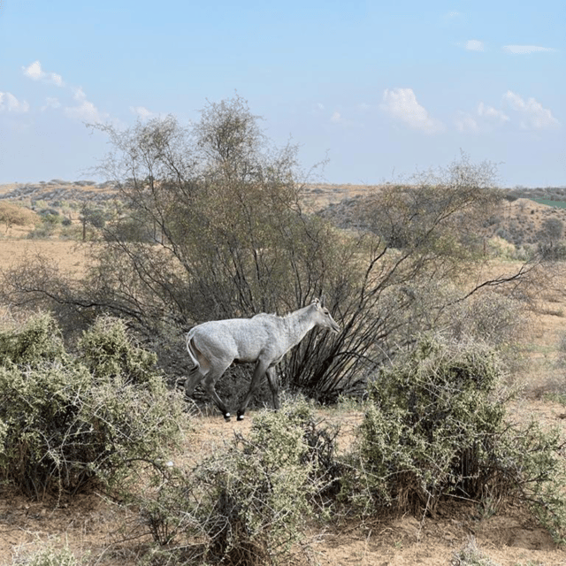 Jodhpur Desert Camel Safari With Cooking Class With Sumer - Cultural Immersion in the Village