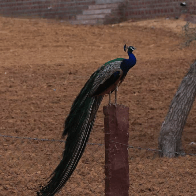 Jodhpur Desert Camel Safari With Cooking Class With Sumer - Homemade Marwari Vegetarian Feast
