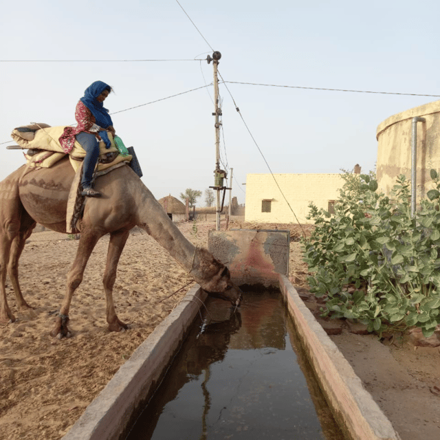 Jodhpur Overnight Camel Tour In Jodhpur Desert - Local Cuisine and Hospitality