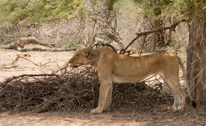 Johannesburg: 3-Day Classic Kruger National Park Safari Tour - Bush Barbecue Experience
