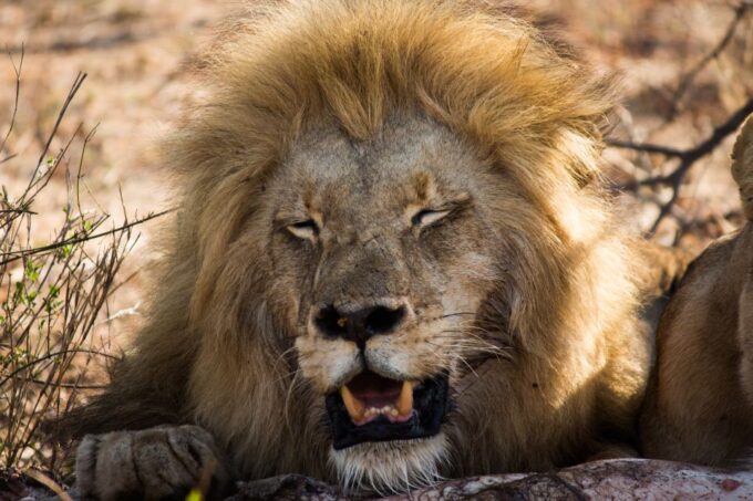 Johannesburg: 3-Day Classic Kruger National Park Safari Tour - Blyde River Canyon