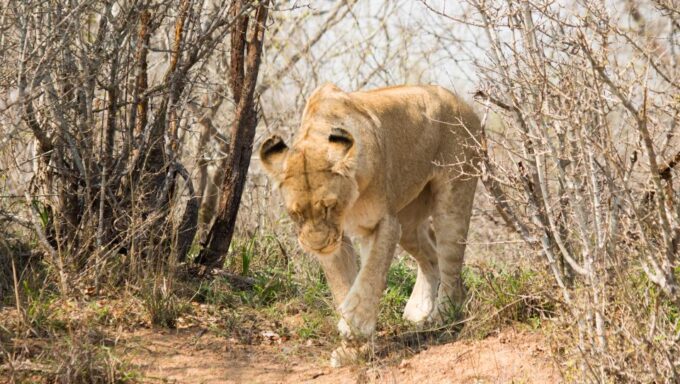 Johannesburg: 3-Day Classic Kruger National Park Safari Tour - Inclusions and Exclusions