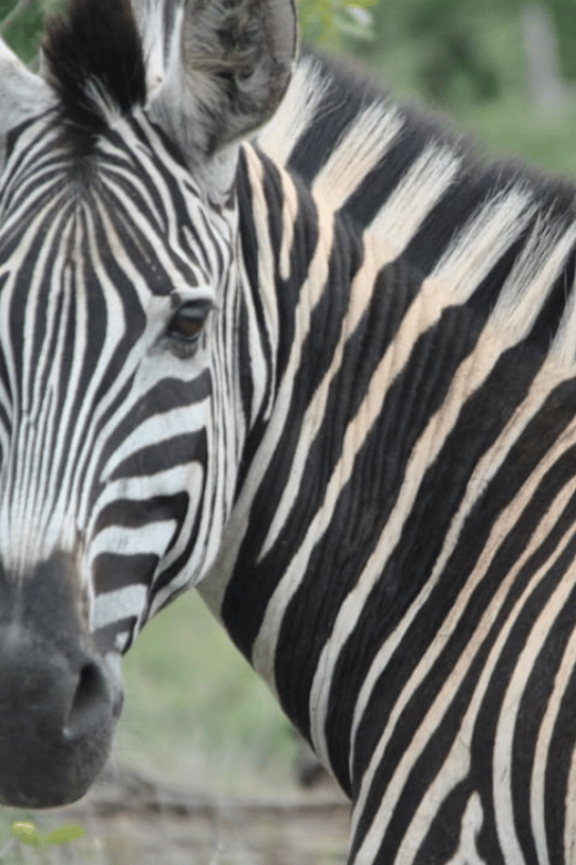 Johannesburg: 3-Day Kruger National Park and Panorama Route… - Key Points
