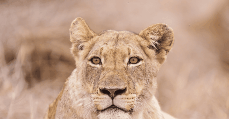 Johannesburg: 3-Day Kruger National Park and Panorama Route… - Itinerary Details