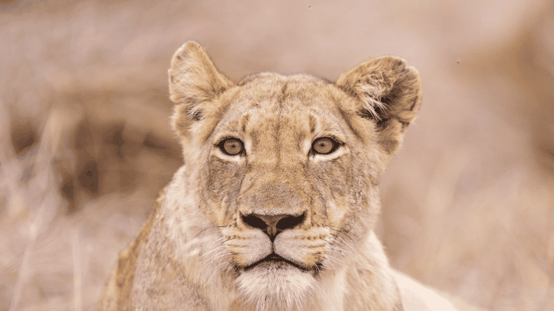 Johannesburg: 3-Day Kruger National Park and Panorama Route… - Included in Tour