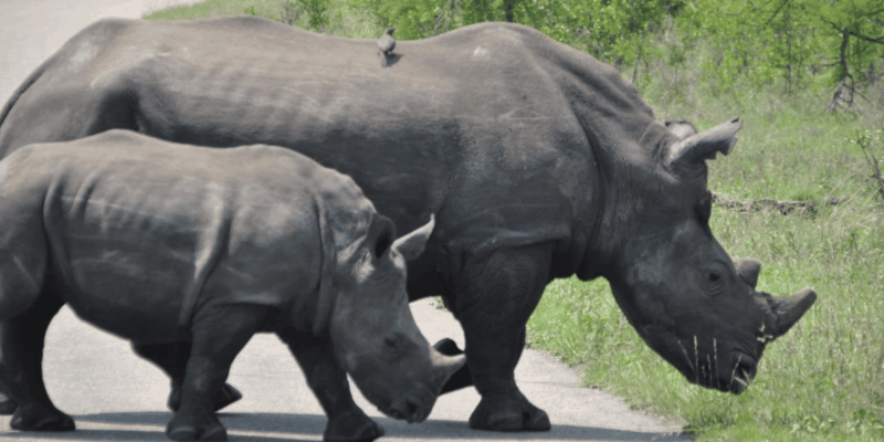 Johannesburg: 3-Day Kruger National Park and Panorama Route… - Participant Restrictions