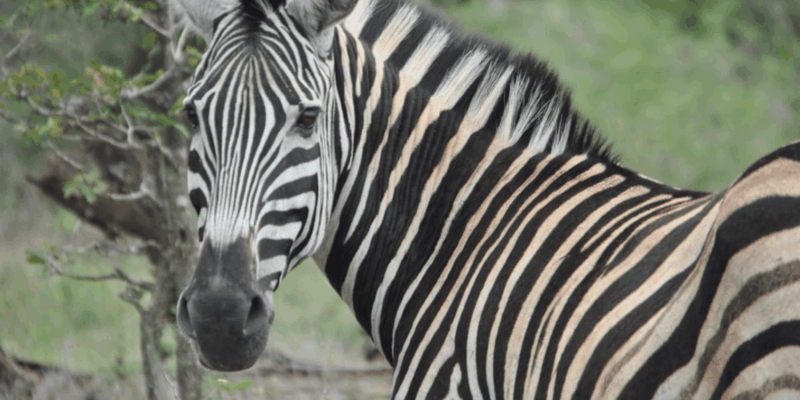 Johannesburg: 3-Day Kruger National Park and Panorama Route… - What to Bring