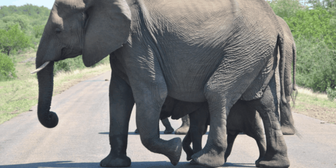 Johannesburg: 3-Day Kruger National Park and Panorama Route… - Prohibited Items