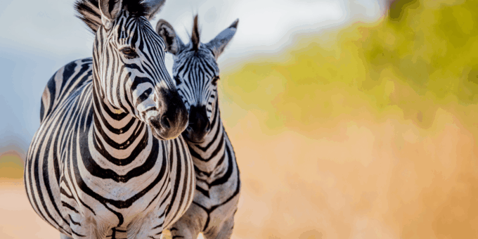Johannesburg: 3-Day Kruger National Park and Panorama Route… - Departure and Arrival