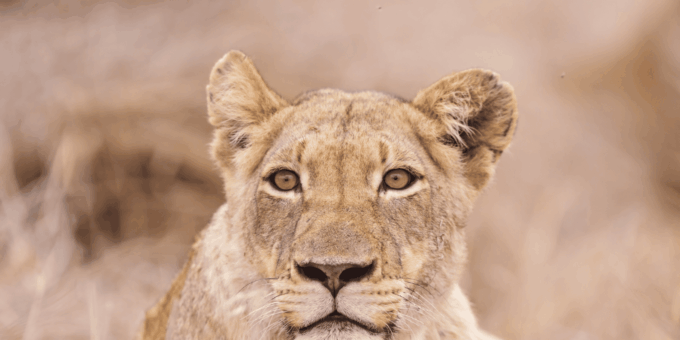 Johannesburg: 3-Day Kruger National Park and Panorama Route… - Booking and Cancellation