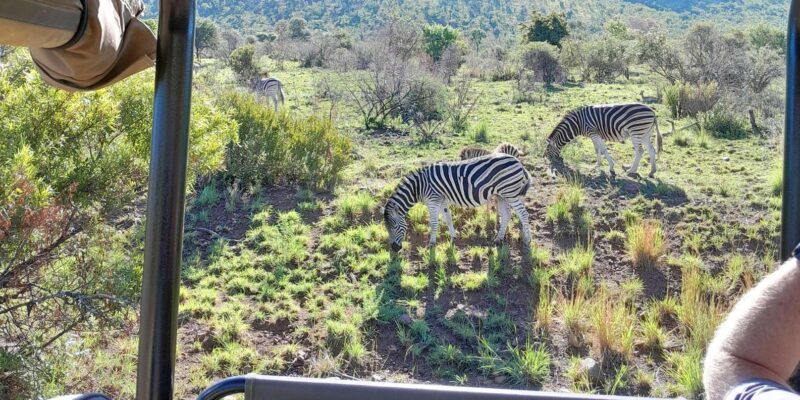 Johannesburg: 3 Hour Pilanesberg National Park Game Drive - Transportation and Accessibility
