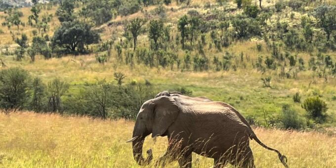 Johannesburg: 3 Hour Pilanesberg National Park Game Drive - Pickup and Drop-off Options