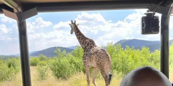 Johannesburg: 3 Hour Pilanesberg National Park Game Drive - Starting Times Available
