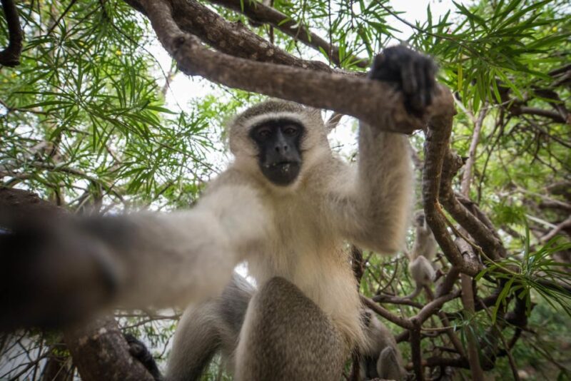 Johannesburg: 4-Day Classic Kruger National Park Safari - Included Activities
