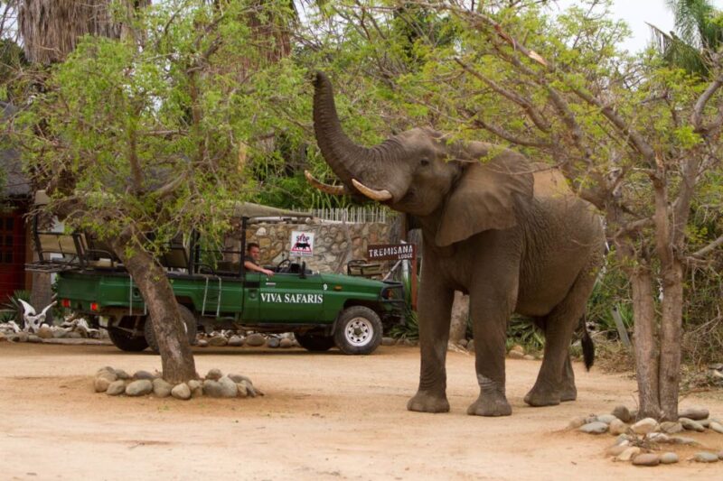 Johannesburg: 4-Day Classic Kruger National Park Safari - Pickup and Arrival