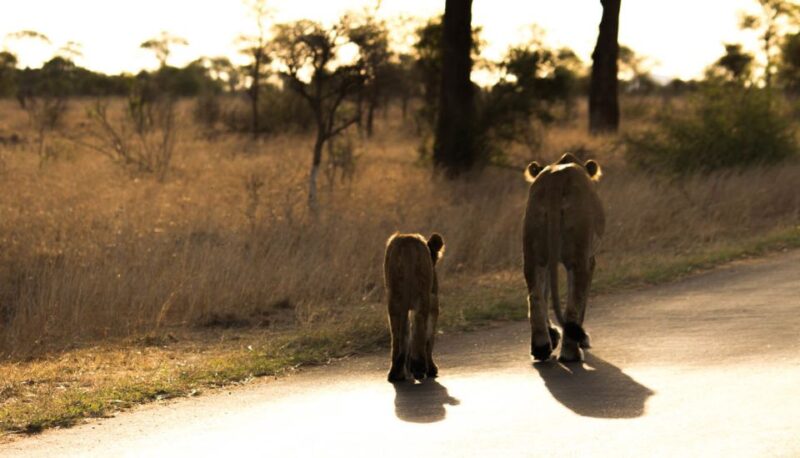 Johannesburg: 4-Day Classic Kruger National Park Safari - Accommodation Details