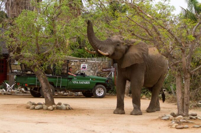 Johannesburg: 5-Day Classic Kruger National Park Safari - Wildlife Viewing Opportunities