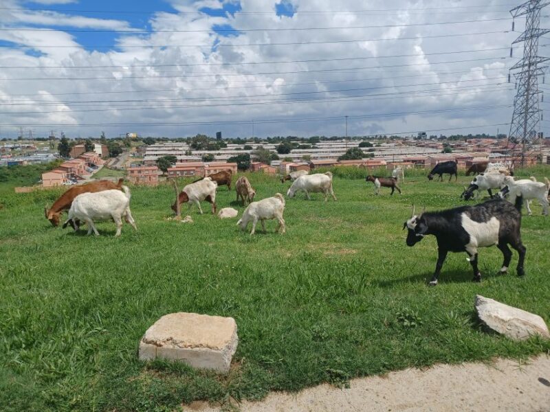 Johannesburg, Apartheid Museum & Soweto - Inclusions and Exclusions