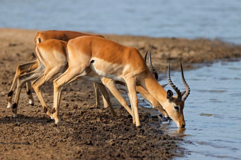 Johannesburg: Day Trip to Cradle of Humankind and Game Drive - Tour Duration and Participants