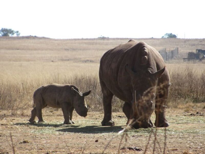 Johannesburg: Day Trip to Cradle of Humankind and Game Drive - Booking and Cancellation