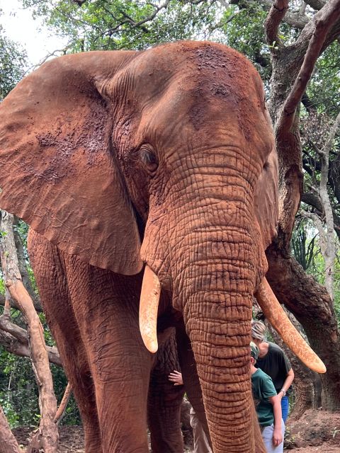 Johannesburg: Elephant and Monkey Sanctuary Half Day Tour - Itinerary and Timings