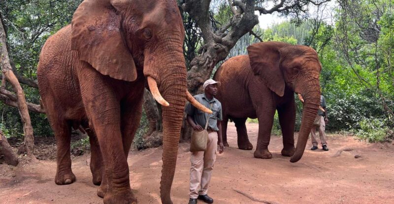 Johannesburg: Elephant and Monkey Sanctuary Half Day Tour - Pickup and Drop-off Locations