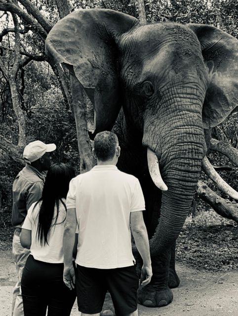 Johannesburg: Elephant and Monkey Sanctuary Half Day Tour - Frequently Asked Questions