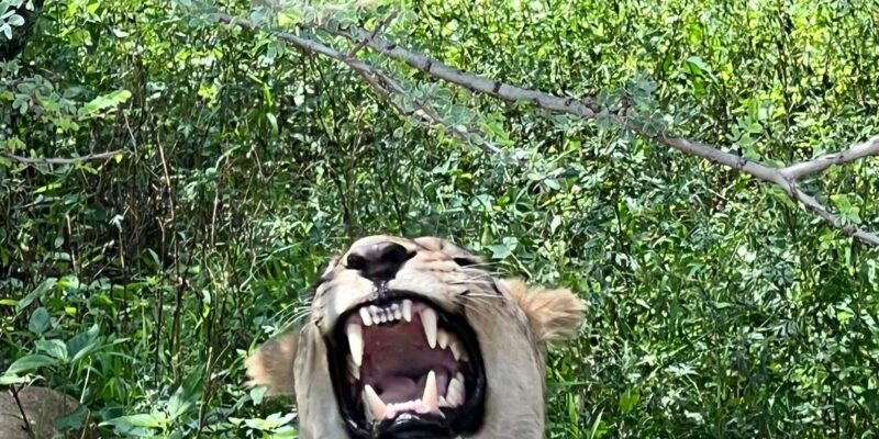 Johannesburg: Half-Day Big 5 Safari Tour - Key Points