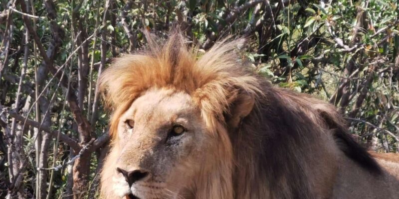 Johannesburg: Half-Day Big 5 Safari Tour - Wildlife Experience