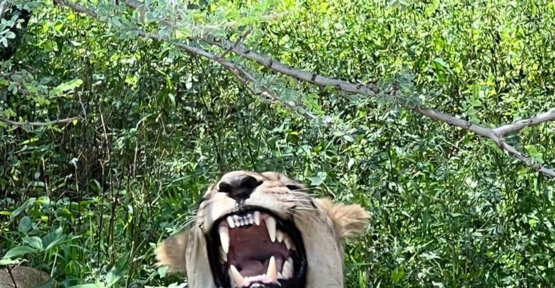 Johannesburg: Half-Day Big 5 Safari Tour - Pickup and Drop-off Options