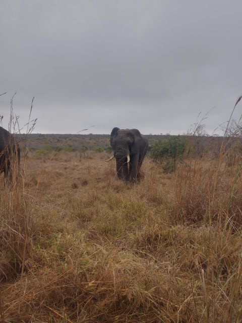 Johannesburg: Kruger National Park 3-Day Private Safari Trip - Key Points