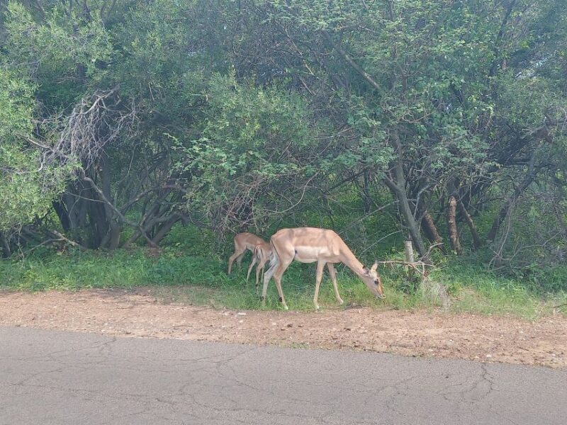 Johannesburg: Kruger National Park 3-Day Private Safari Trip - Itinerary Details