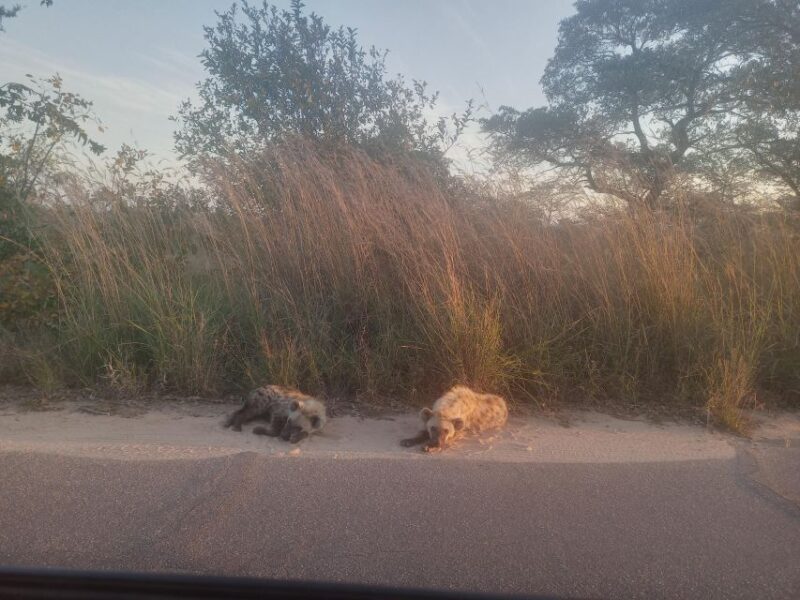 Johannesburg: Kruger National Park 3-Day Private Safari Trip - Not Suitable For
