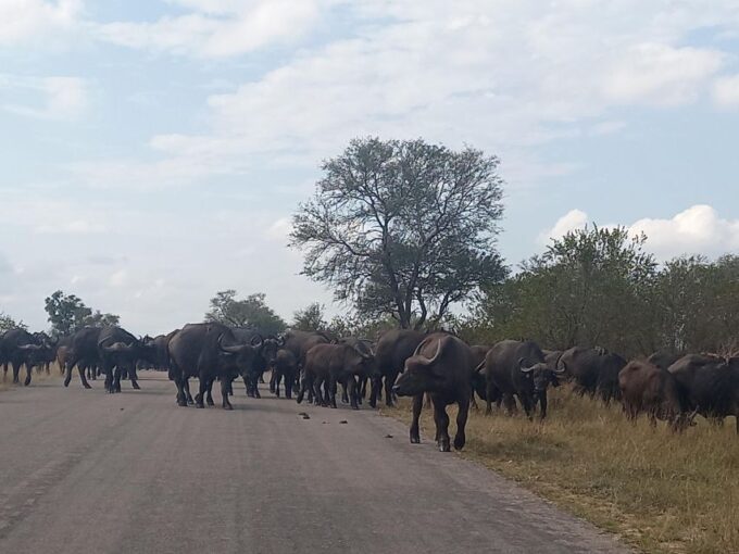 Johannesburg: Kruger National Park 3-Day Private Safari Trip - Safari Highlights