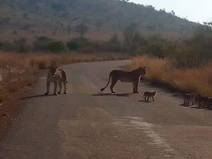 Johannesburg: Kruger National Park 3-Day Private Safari Trip - Accommodation and Meals