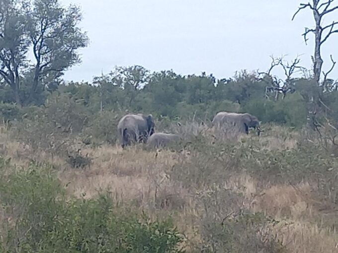 Johannesburg: Kruger National Park 3-Day Private Safari Trip - Mpumalanga Region Tour