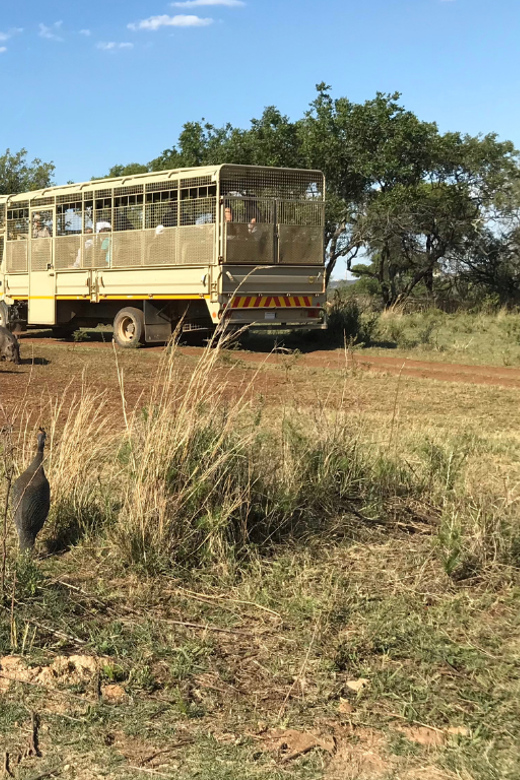 Johannesburg: Lion and Safari Park Guided Tour - Key Points