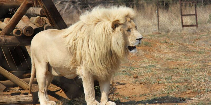Johannesburg: Lion and Safari Park Guided Tour - Tour Overview