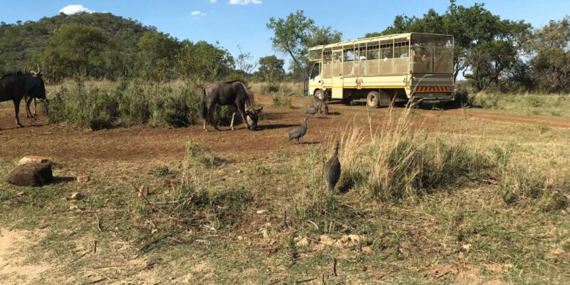 Johannesburg: Lion and Safari Park Guided Tour - Experience Highlights