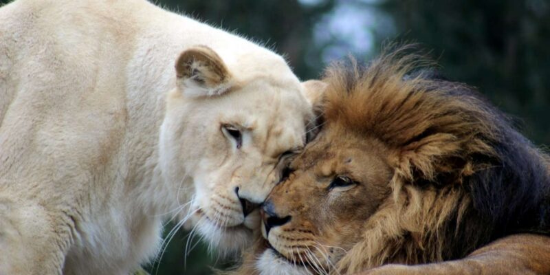 Johannesburg: Lion and Safari Park Guided Tour - Inclusions