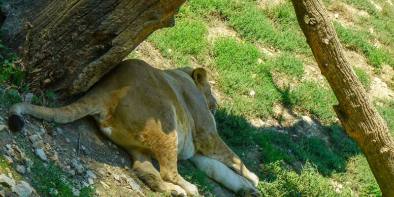 Johannesburg: Lion and Safari Park Guided Tour - Accessibility