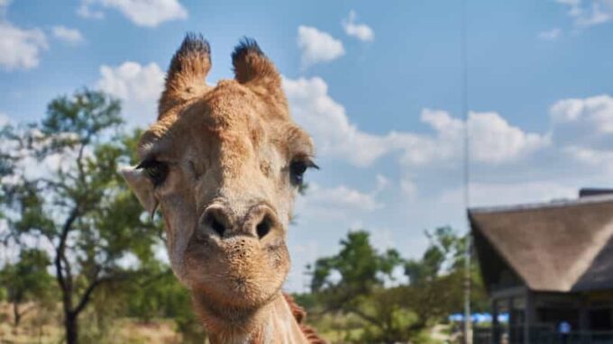 Johannesburg: Lion and Safari Park Guided Tour - Cancellation Policy