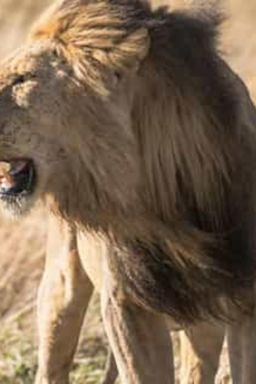 Johannesburg: Lion and Safari Park Open Vehicle Game Drive - Activity Overview