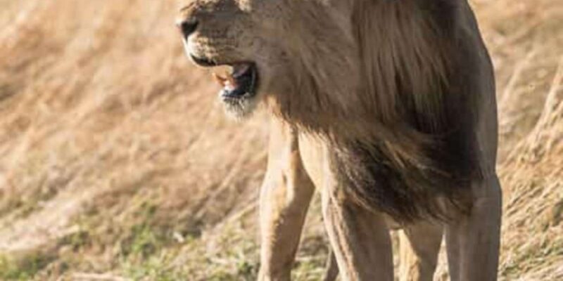 Johannesburg: Lion and Safari Park Open Vehicle Game Drive - Itinerary Details