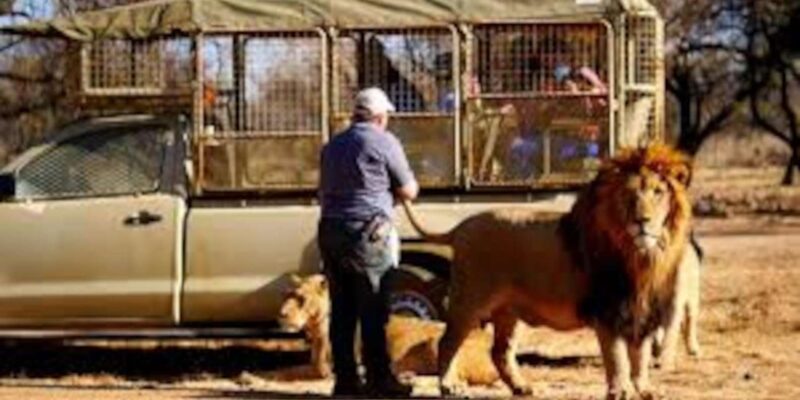 Johannesburg: Lion and Safari Park Open Vehicle Game Drive - Accessibility and Recommendations