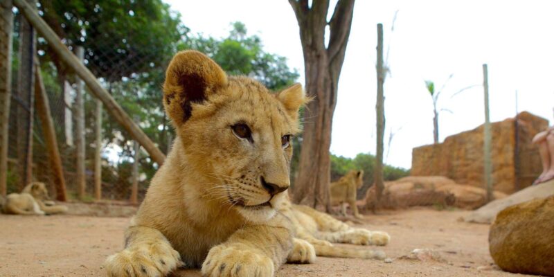 Johannesburg: Lion and Safari Park Open Vehicle Game Drive - Pickup and Travel Details