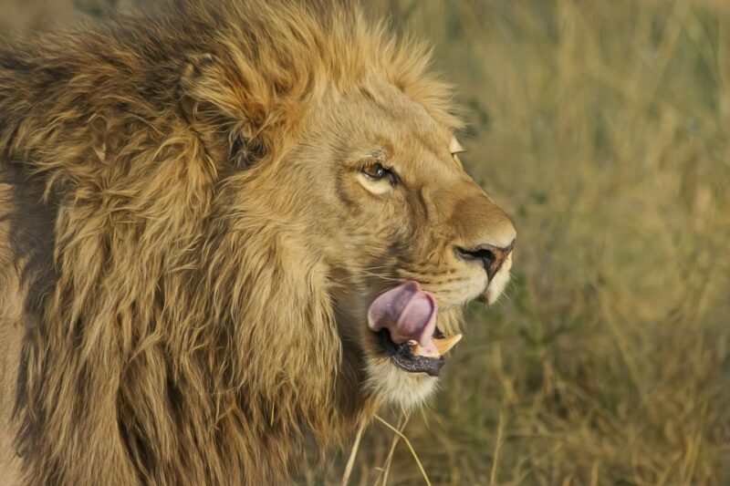 Johannesburg Lion Park and Lesedi Cultural Village - Key Points